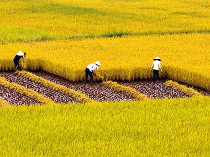 Về lại cánh đồng xưa